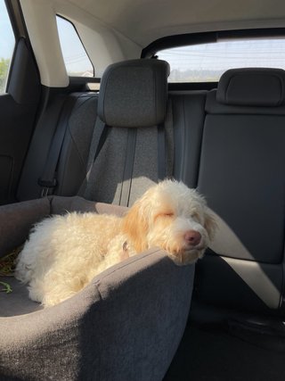 Asiento elevador coche para perro PAWBOSE