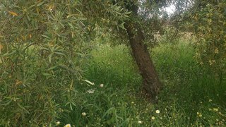 Terreno en venta en Álora