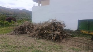 Leña de olivo de caña