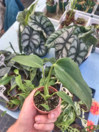 Monstera Burle Marx Flame