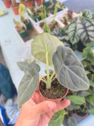 Alocasia Maharani