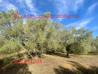 Terreno en venta en Rociana del Condado