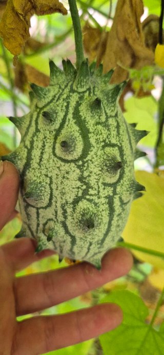Semillas de Kiwano (Melón Africano)