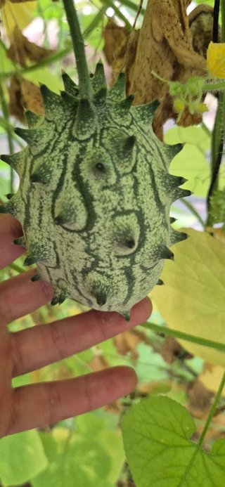 Semillas de Kiwano (Melón Africano)