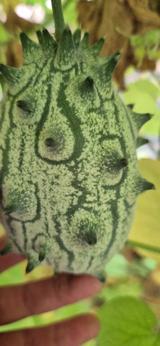 Semillas de Kiwano (Melón Africano)