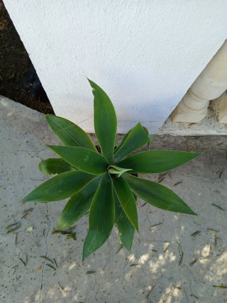 Agave attenuata