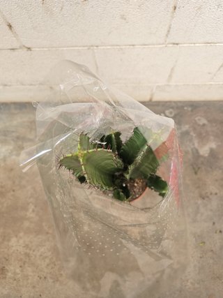 Cactus Euphorbia Inges - Candelabro