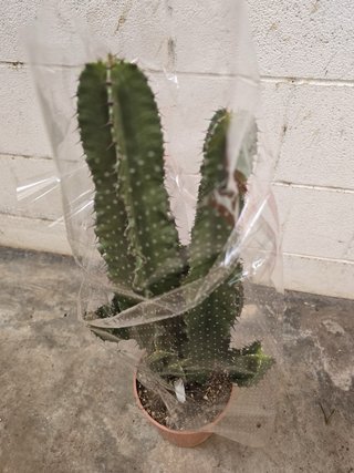 Cactus Euphorbia Inges - Candelabro