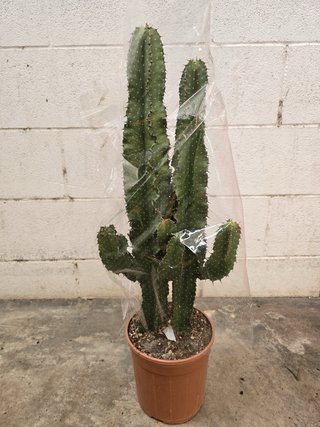 Cactus Euphorbia Inges - Candelabro