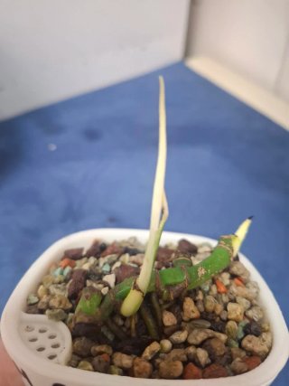 Monstera Adansonii Variegada Bebé.
