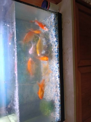 Acuario completo