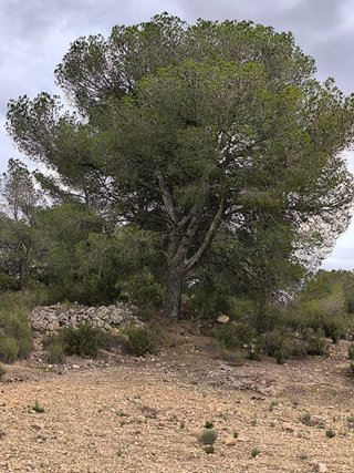 Terreno en venta en Monóvar/Monòver