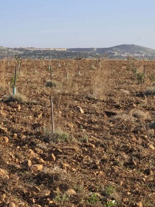 Terreno en venta en Malagón