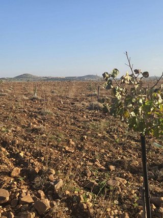 Terreno en venta en Malagón