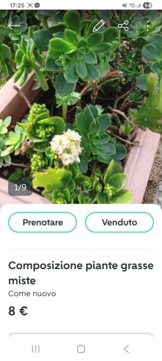 Composizione piante grasse miste