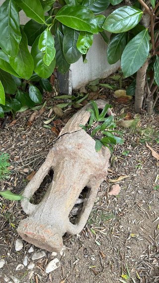 Maceta antigua con planta