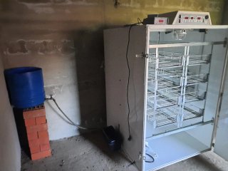 (Avestruces) Incubadora,Nacedora,Desinfección,foco
