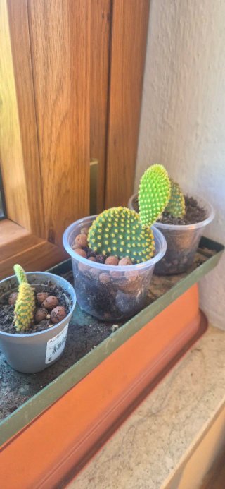1 Pianta grassa Opuntia - succulenta