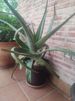 Planta Aloe Vera Grande.