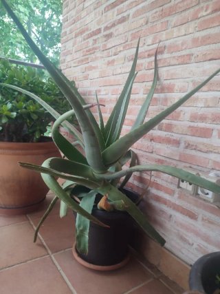 Planta Aloe Vera Grande.