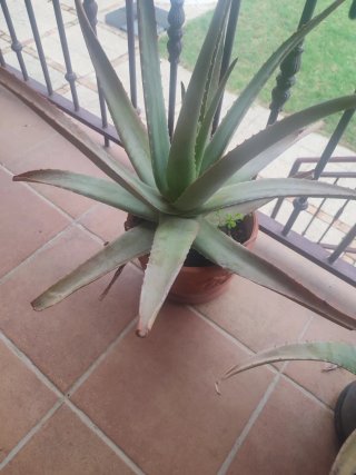 Planta Aloe Vera Grande.