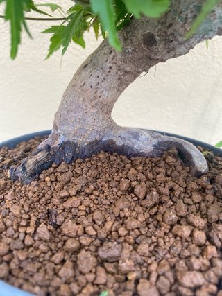 Bonsái Arce Palmatum