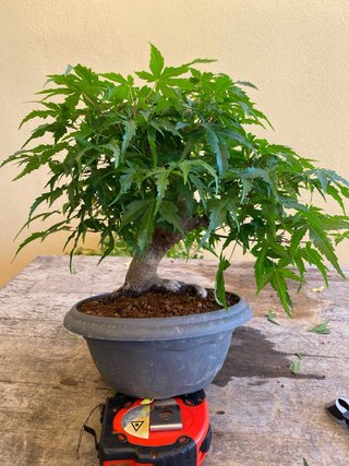 Bonsái Arce Palmatum