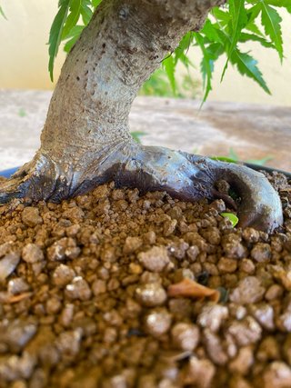 Bonsái Arce Palmatum