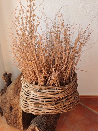 Cestas artesanales antiguas de olivo