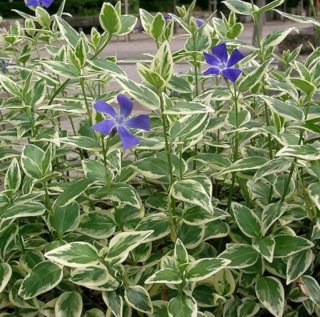 Pianta rampicante