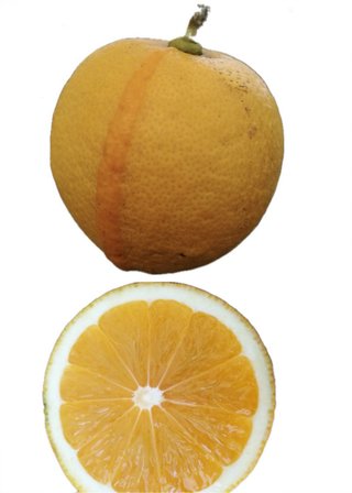 Orange lemon