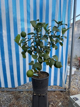 Orange lemon