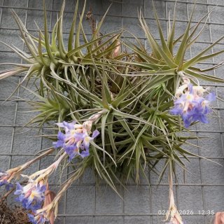 Tillandsia N1. Planta de aire.