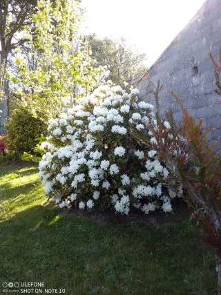 Planta Rododendro Flor Blanca