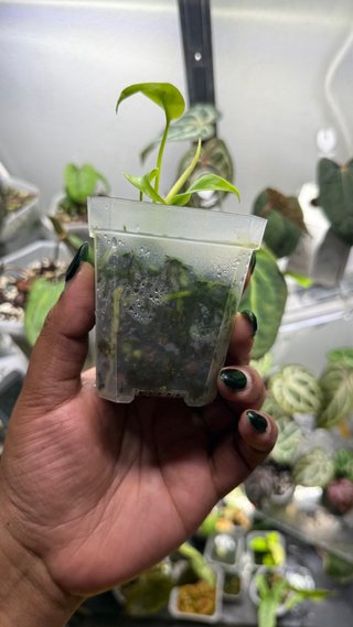 Monstera Lemon Lime (Golden) Planta