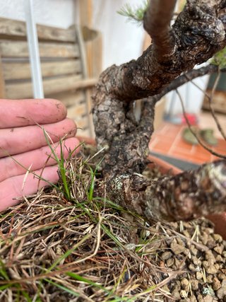 Bonsái Pino Sylvestris