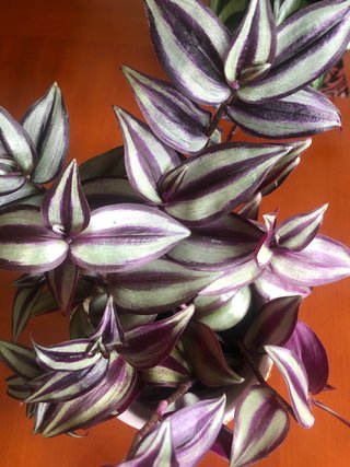 Planta Tradescantia