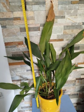 Aspidistra planta