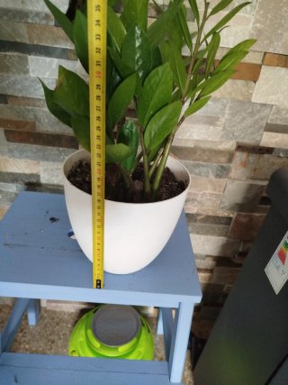 Planta Zamioculca