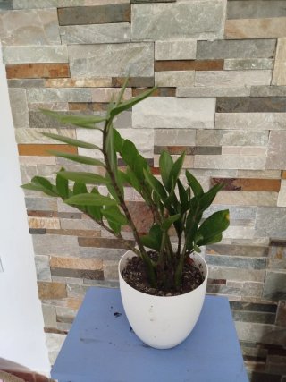 Planta Zamioculca