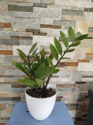Planta Zamioculca