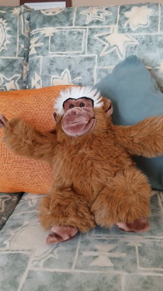 Peluche monete