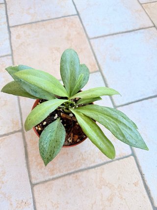Hoya New Guinea Ghost