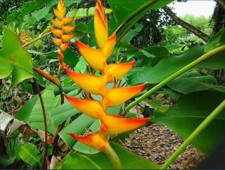 Semillas de Heliconias Latispatha