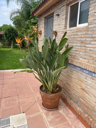 Ave del Paraíso (Strelitzia reginae)