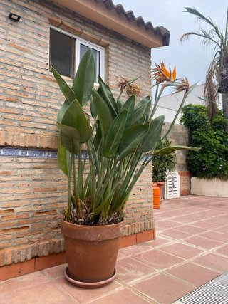 Ave del Paraíso (Strelitzia reginae)