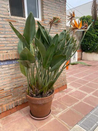 Ave del Paraíso (Strelitzia reginae)