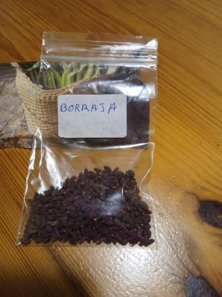 Semillas Huerto y Flores Variadas
