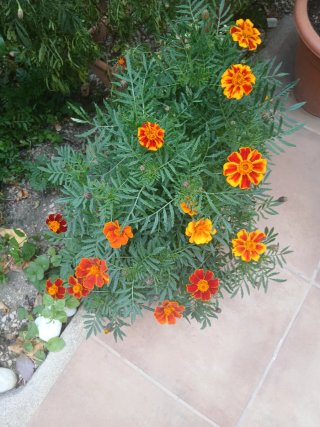Semillas Huerto y Flores Variadas