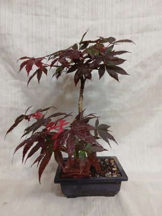 Bonsai arce palmatum atropurpurea de 30 cm.